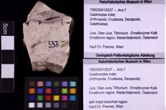 Foto (Objekt + Etiketten) von Galatheoidea indet. (NHMW-GEO-1990-0041-0537)